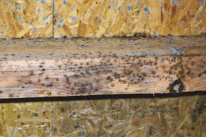 wood rot in crawlspace