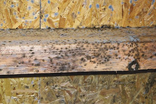 wood rot in crawlspace